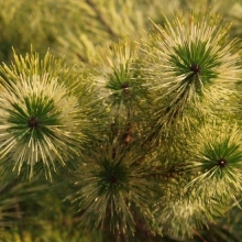 Pinus densiflora `Oculus Draconis`