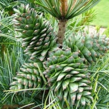 Pinus koraiensis `Amur`