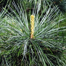 Pinus koraiensis `Amur`