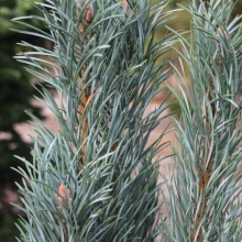 Pinus sylvestris `Fastigiata`