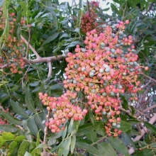 Pistacia chinensis (sinensis)