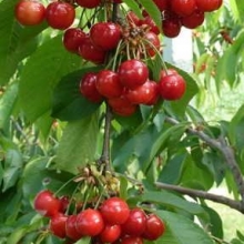 Prunus avium `Early Lory` (Earlise)