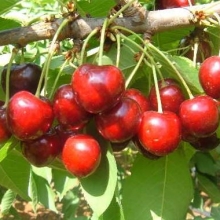Prunus avium `Fertard`