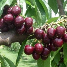 Prunus avium `Samba`