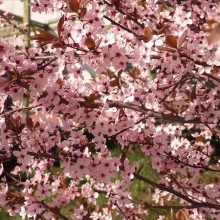 Prunus cerasifera `Woodii`