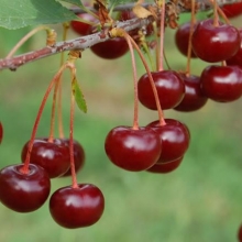 Prunus cerasus `Visciola`