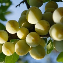 Prunus domestica `Ontario`