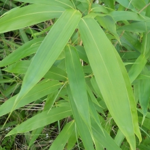 Pseudosasa japonica 