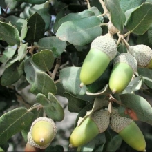 Quercus ilex ssp. ballota, Quercus rotundifolia