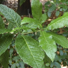 Quercus rhysophylla Maya