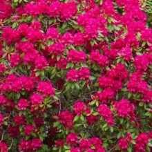Rhododendron `Nova Zembla` NAGY NÖVÉNY!