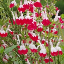 Salvia microphylla `Hot Lips`