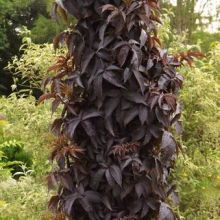 Sambucus nigra `Black Tower`