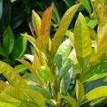 Prunus laurocerasus 'Kleopatra' (Kleopátra babérmeggy)