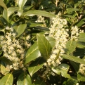 Prunus laurocerasus var. parvifolia (Örökzöld babérmeggy) virágzásban