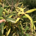 Viburnum rhytidophyllum 'Variegatum' (Tarka ráncoslevelű bangita)