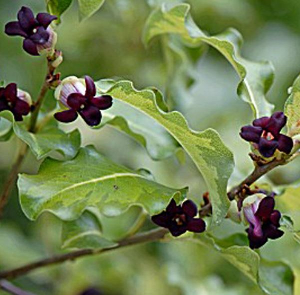 Margaret Turnbull ÚjZélandi enyvesmag, kohuhu, kohukohu