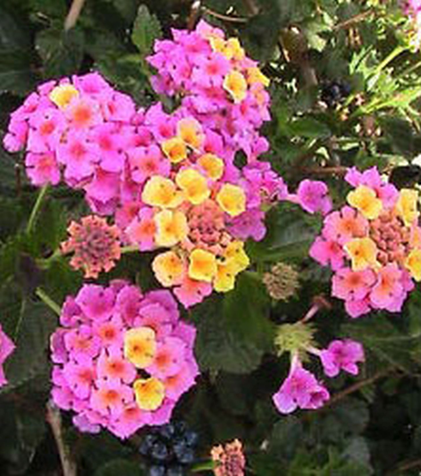 Confetti Lantana