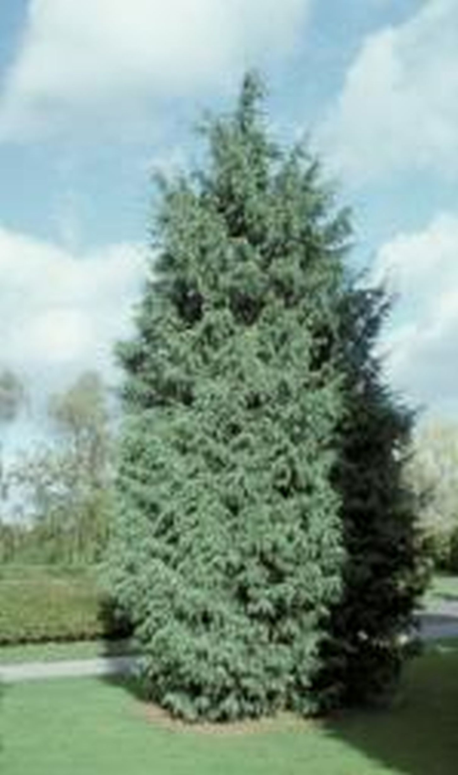 Cupressocyparis leylandii ’Naylor’s Blue’