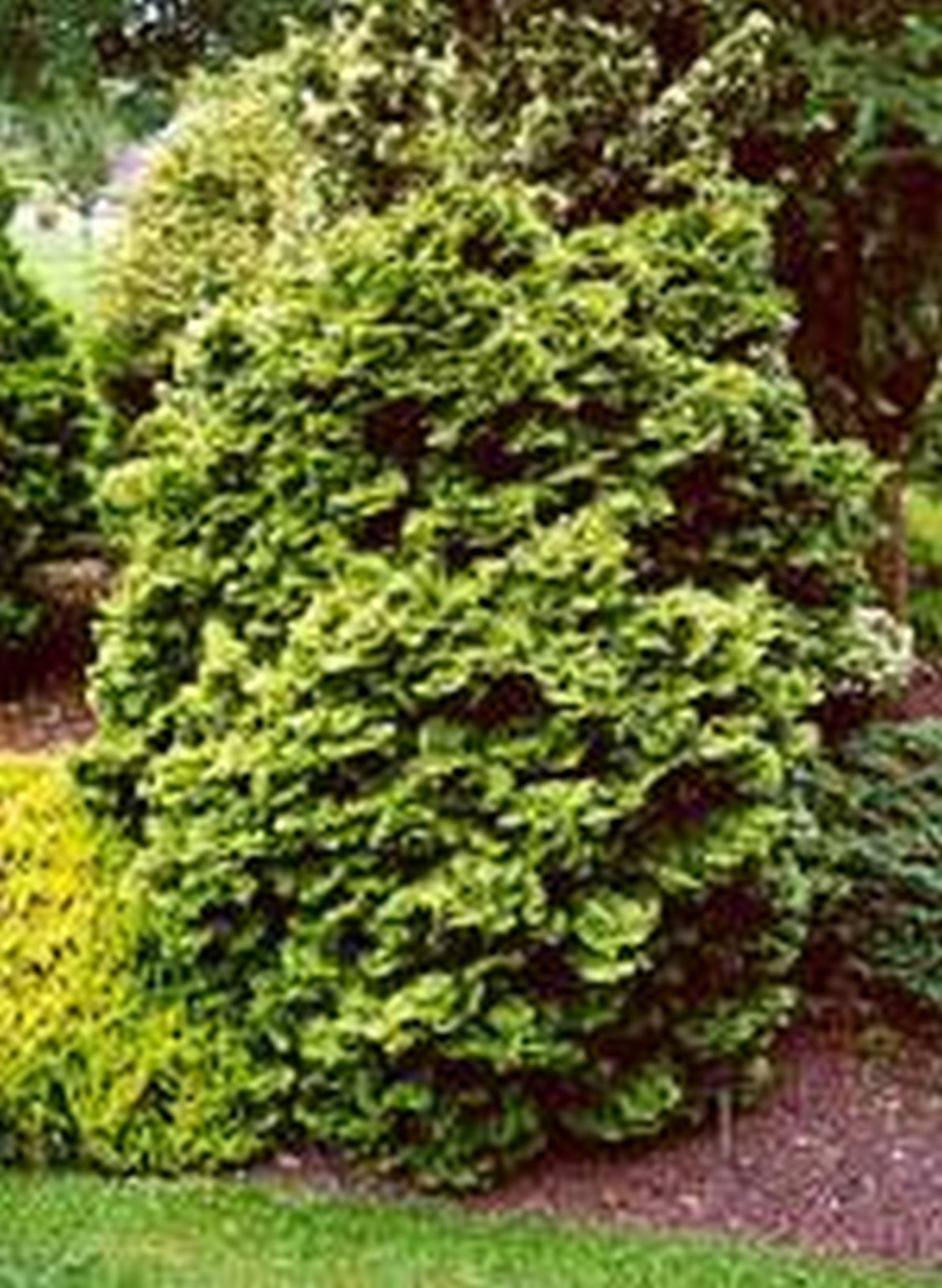 Olio Essenziale Di Thuja Occidentalis – Westuia – Vegetal Progress – Solo Uso Esterno
