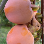 Diospyros kaki `Rojo Brillante`