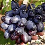 Vitis `Bogatyr`