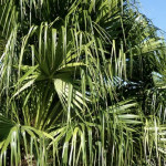 Livistona australis