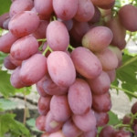 Vitis `Shanson`