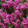 Lagerstroemia indica `Petite Orchid`