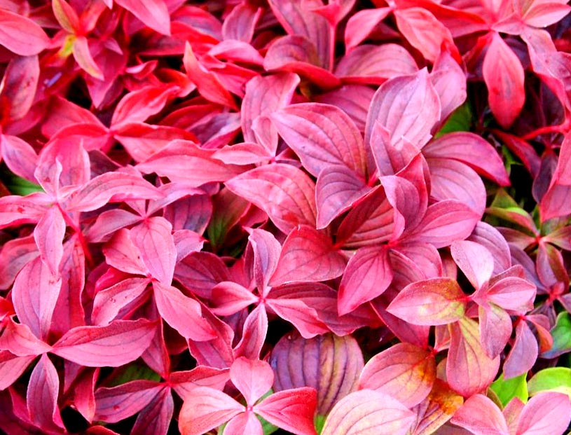 Kanadai kúszó som - Növény enciklopédia