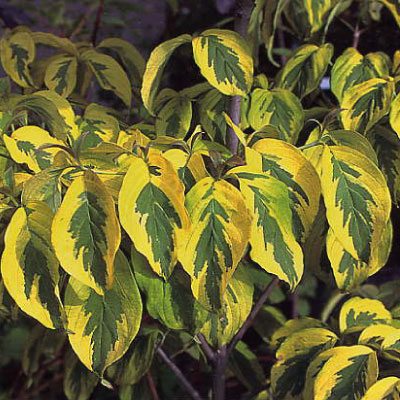 Aranytarka amerikai virágos som