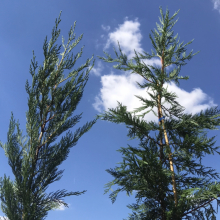 Cupressocyparis leylandii `Green Rocket`