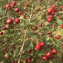 Crataegus schraderiana 