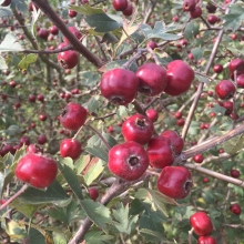 Crataegus schraderiana 