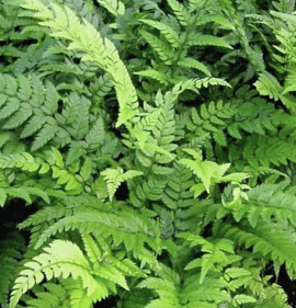 Polystichum tsus-simense (tsussimense)