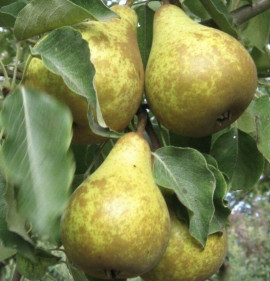 Pyrus communis `Gieser Wildeman`