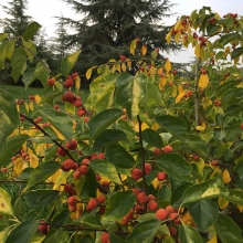 Cudrania tricuspidata - termő