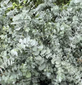 Eucalyptus cinerea 