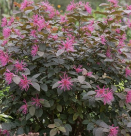 Loropetalum chinense `Daybreak`s Flame`