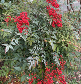 Nandina domestica 10 darabos kedvezményes sövénycsomag