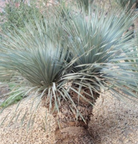 Dasylirion glaucophyllum