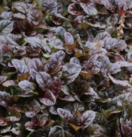 Ajuga reptans `Braunherz`