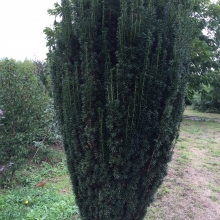Taxus baccata `Sövény`