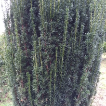 Taxus baccata `Sövény`
