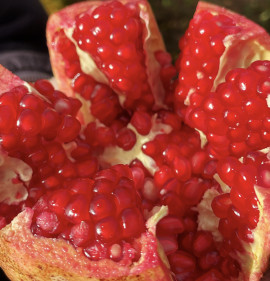 Punica granatum GRÁNÁTALMA GYÜMÖLCS, SAJÁT BIOTERMESZTÉSBŐL!