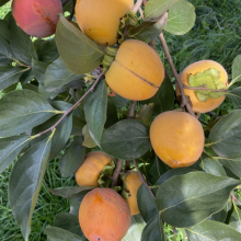 Diospyros `GYÜMÖLCS!`