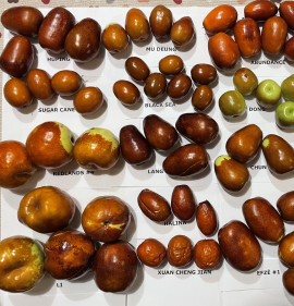 Ziziphus jujuba `Li` K2