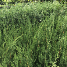 Cupressocyparis leylandii `Green Rocket`