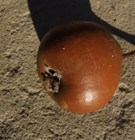 Pyrus communis `Berekkerti Fekete`