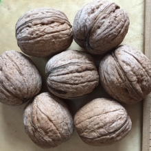 Juglans regia `Buzsáki Pirosbélű`